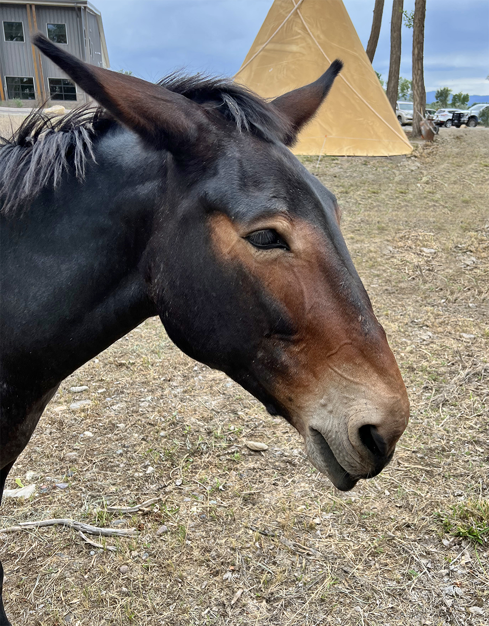 Margie the Mule, AI-Powered Outdoor Structure Expert