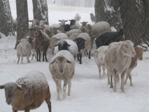 sheep