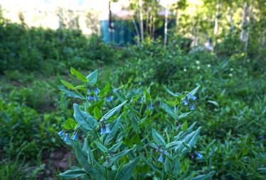 Wild Flowers Yurt