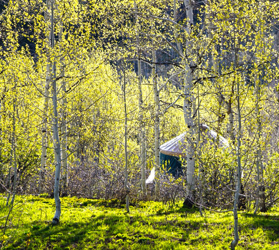 Yurt Hidden in Aspens